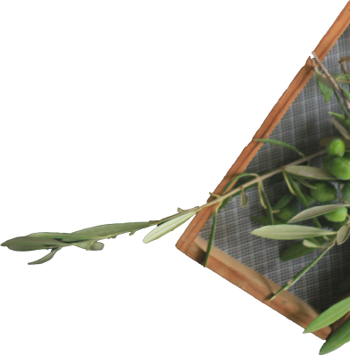 Olive Branch